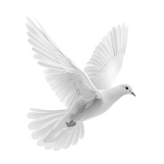 Fototapeta premium A pristine white dove with gracefully outstretched wings soars against a backdrop of pure serenity, symbolizing peace, hope, and freedom in a moment of pure artistry.