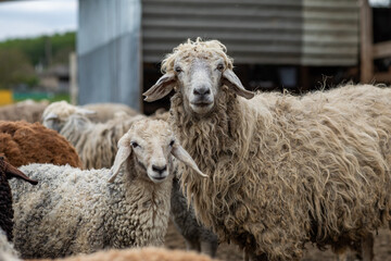 Close-up Profile of a Sheep. A young lamb in a field, focused on the foreground. A flock of sheep...