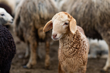 Close-up Profile of a Sheep. A young lamb in a field, focused on the foreground. A flock of sheep...