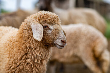 Close-up Profile of a Sheep. A young lamb in a field, focused on the foreground. A flock of sheep grazing in a green pasture.