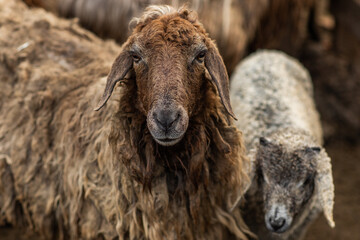 Close-up Profile of a Sheep. A young lamb in a field, focused on the foreground. A flock of sheep...