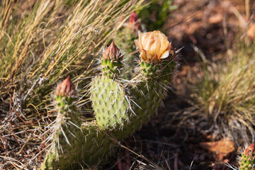 Prickly Pear cactus with yellow flower, close-up
