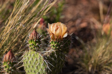 Prickly Pear cactus with yellow flower, close-up
