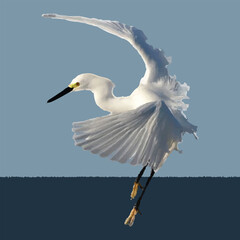 Snowy Egret in Flight Against a Blue Sky