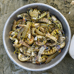 Freshly caught mantis shrimp in a metal bowl on sandy ground at a local seafood market in Vietnam