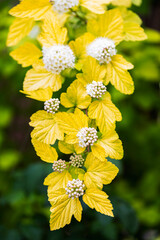 Physocarpus opulifolius, deciduous shrub with lobed leaves and small white flowers clustered in rounded corymbs
