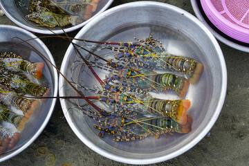 Freshly caught colorful lobsters in metal basins displayed for sale at a Vietnamese coastal market