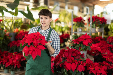 Guy employee in apron inspects plants on shelf of counter, with pot in hands checks poinsettia...