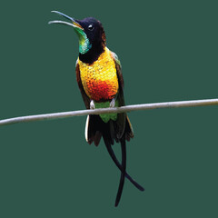 Colorful Hummingbird Perched on a Wire