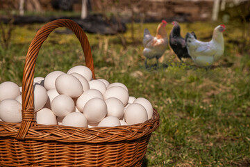 Chicken eggs in a large wicker basket harvested from chicken coop in the backyard. Countryside...