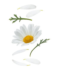 White daisies falling on white isolated background, levitation