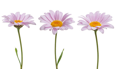Pink daisies falling on white isolated background, levitation
