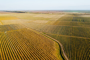 Aerial view of spring garden with blooming fruit trees on a sunny day. Agroindustry agribusiness.