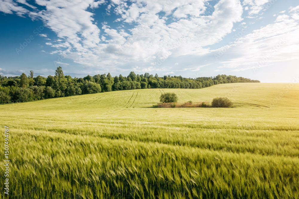 Poster lush green wheat field glows under a dynamic sky filled with clouds.