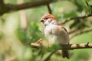 closeup of a House sparrow standing on a tree..