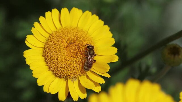 short clip of a halictus subauratus the Golden Furrow Bee on a anthemis tinctoria blossom