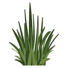 Fragments of green grass. A set of isolated bundles of grass.