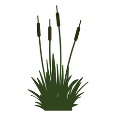 Vector illustration. A collection of cartoon pond plants. Reeds, aquatic plants on a white background.