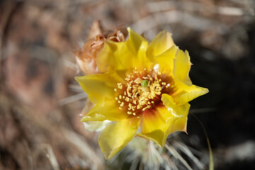 Prickly Pear cactus with yellow flower, close-up
