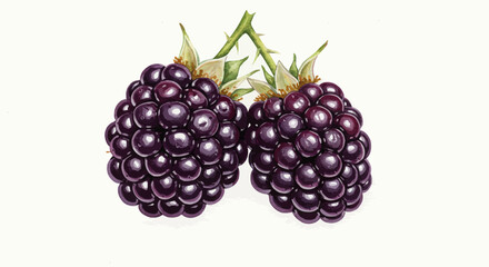 Detailed Watercolor Painting Showcases The Lush Deep Purple Hues And Textured Surfaces Of Two Ripe Blackberry Clusters With Verdant Stems On White Background