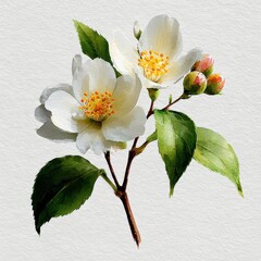 botanical watercolor illustration mock orange blossom white petals Delicate white flowers with green leaves on a textured background. white background