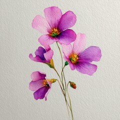 botanical watercolor illustration violet wood sorrel pink petals Delicate pink flowers with a textured background. white background