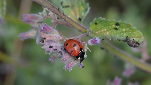 seven spotted ladybird or coccinella septempunctata and ladybird larva on catmint blossom