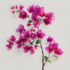 botanical watercolor illustration bougainvillea brunch Vibrant pink bougainvillea flowers against a textured background. white background