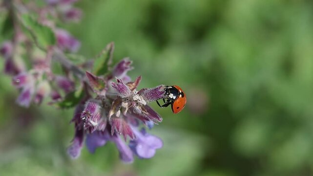 seven spotted ladybird or coccinella septempunctata on catmint blossom