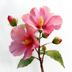botanical watercolor illustration rose of Sharon Beautiful pink hibiscus flowers with green leaves and buds. white background