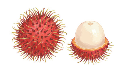 Whimsical Watercolor Vector Image Features A Whole Rambutan And A Half Revealing The Juicy White Flesh Illustrating Tropical Fruit In A Fresh Artistic Style
