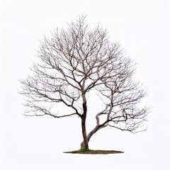 Obraz premium Bare tree isolated on white background