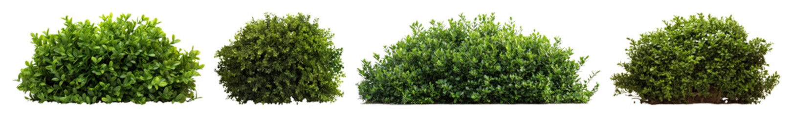 Fototapeta premium PNG Lush green bushes aligned symmetrically, element set on transparent background