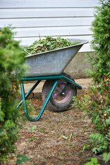 A garden wheelbarrow filled with mowed grass and weeds standing in the garden