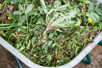 A garden wheelbarrow filled with mowed grass and weeds standing in the garden
