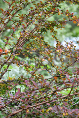 Close-up view of a blooming barberry bush in a spring garden