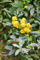 Close-up view of yellow blooming mahonia in the garden