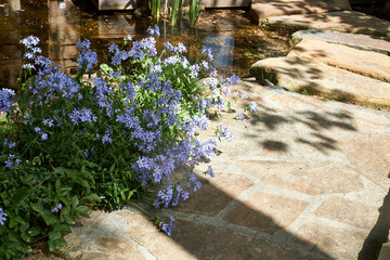 View of blue creeping phlox flowers in a spring garden