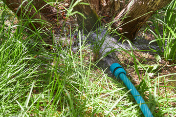 Gardener watering plants with a hose in a summer garden