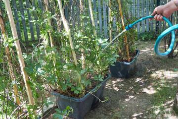 Gardener watering plants with a hose in a summer garden