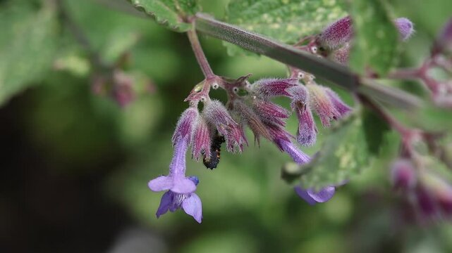 seven spotted ladybird or coccinella septempunctata on catmint blossom