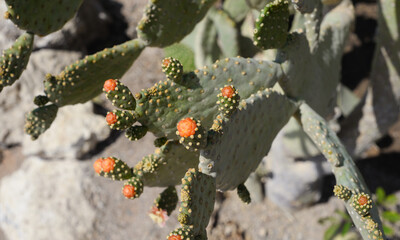 Prickly pear cactus with orange and red flowers
