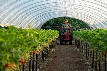 A tractor in a foil tunnel sprays strawberries