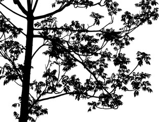 Vector illustration of the tree branch Aynthi Kinese ash on a white background