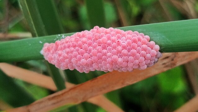 Mulberry snail eggs (Pomacea canaliculata) attached to rice leaves