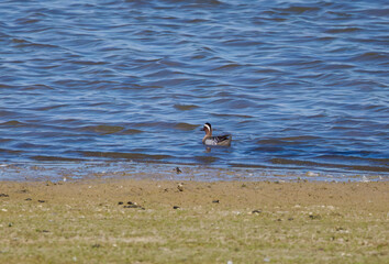 Garganey at the edge of the lake, garganey swimming in the water, blue sky reflected in the water, male garganey on the pond, Spatula querquedula