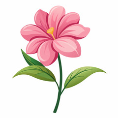 pink flower isolated on white