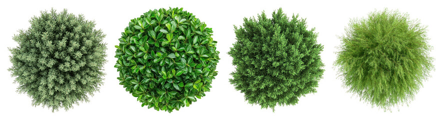 Obraz premium PNG Lush spherical green foliage variety, element set on transparent background