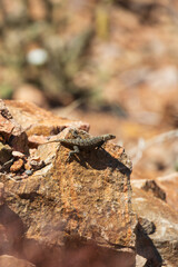 Small lizard sunning on a rock
