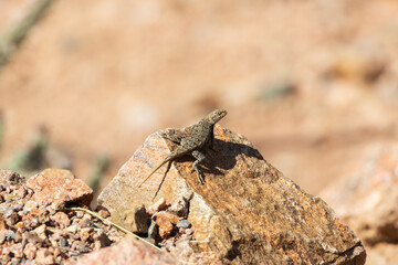 Small lizard sunning on a rock

